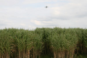 beton met miscanthus (olifantsgras)